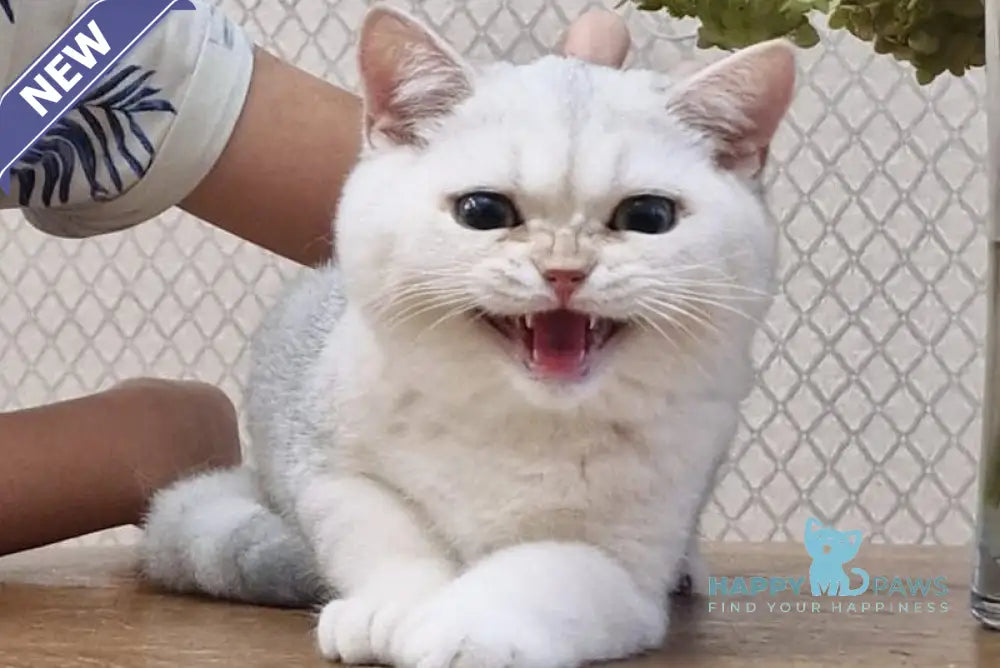 Stepan British Shorthair male black silver shaded live animals
