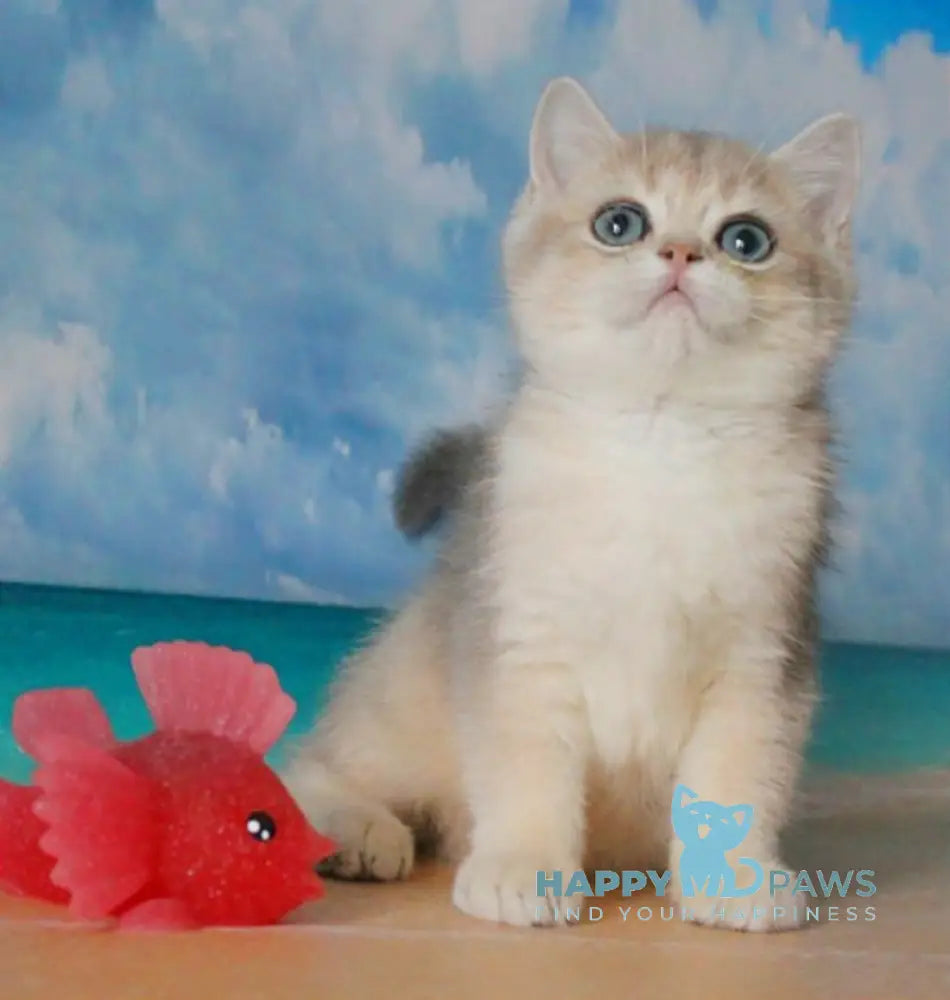 Stepan British Shorthair male blue golden shaded live animals