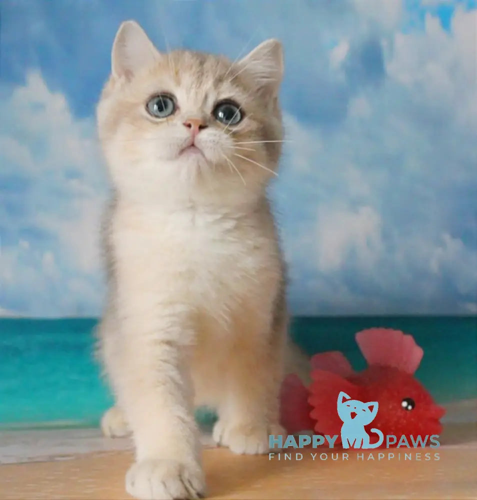 Stepan British Shorthair male blue golden shaded live animals