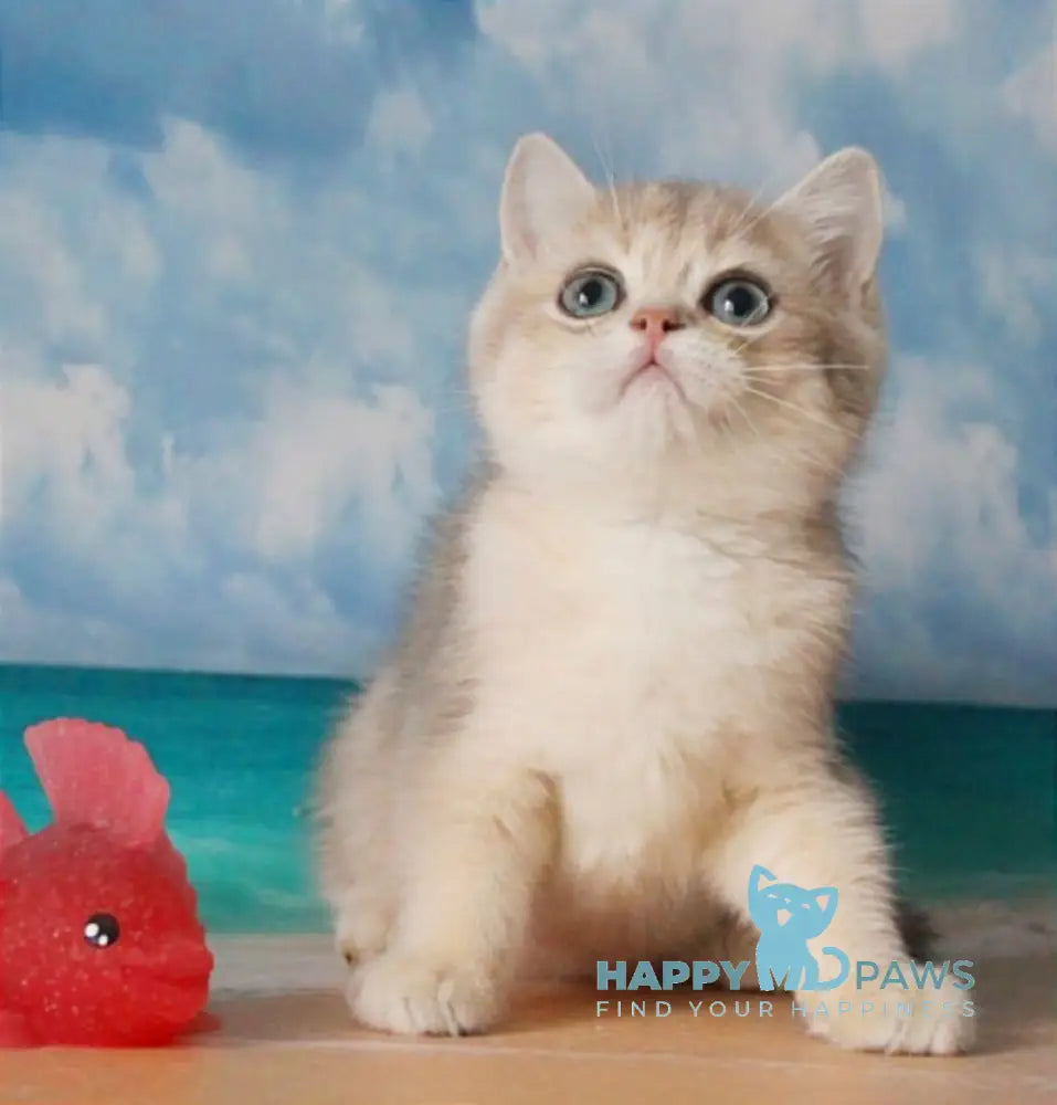 Stepan British Shorthair male blue golden shaded live animals