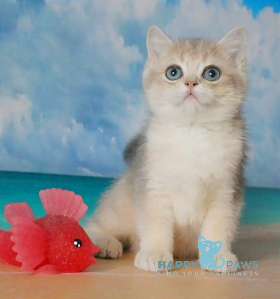 Stepan British Shorthair male blue golden shaded live animals