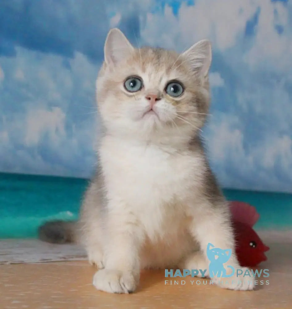 Stepan British Shorthair male blue golden shaded live animals