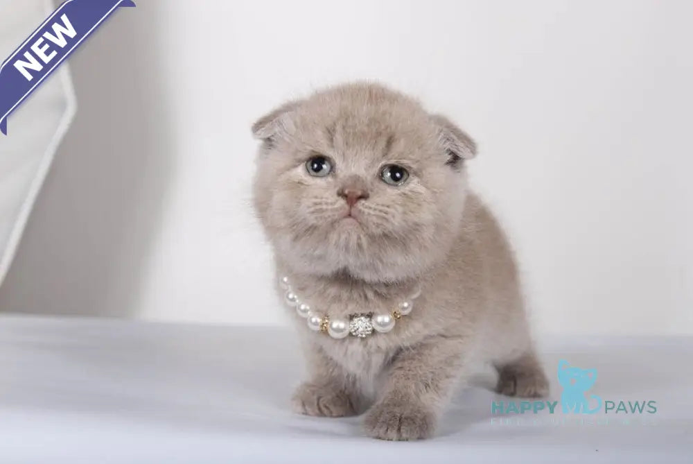 Stepan Scottish Fold male lilac live animals