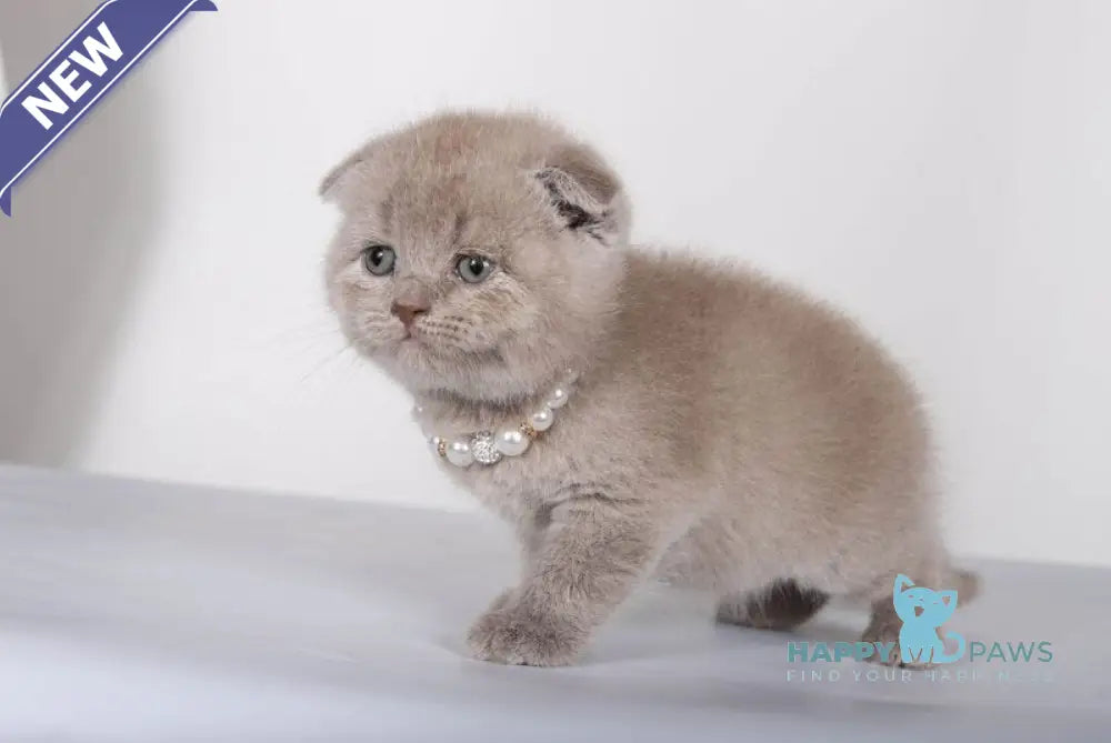Stepan Scottish Fold male lilac live animals