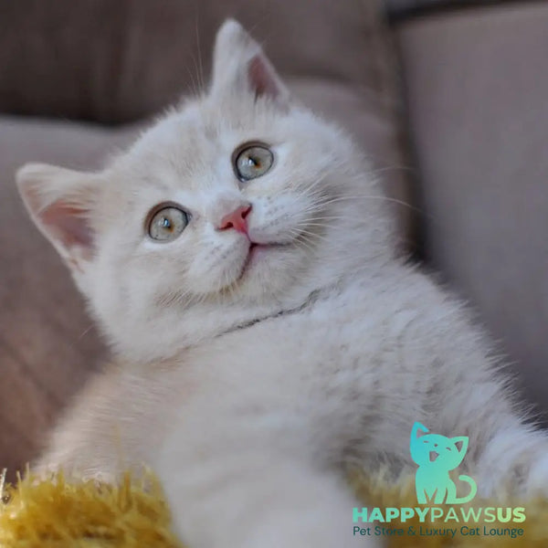 Stepashka British Shorthair male cream - live animals
