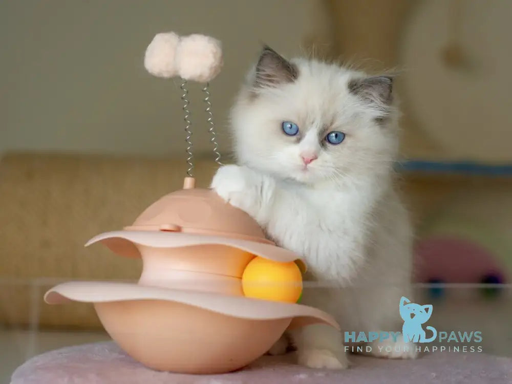 Sterling Ragdoll male seal bicolour live animals