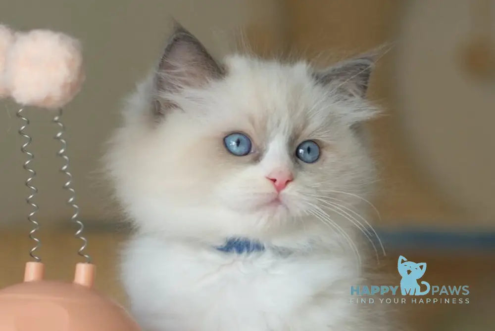 Sterling Ragdoll male seal bicolour live animals