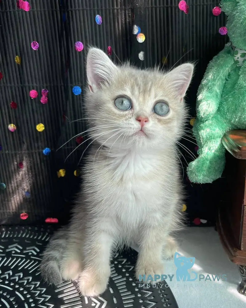 Stesha British Shorthair female blue golden spotted tabby live animals