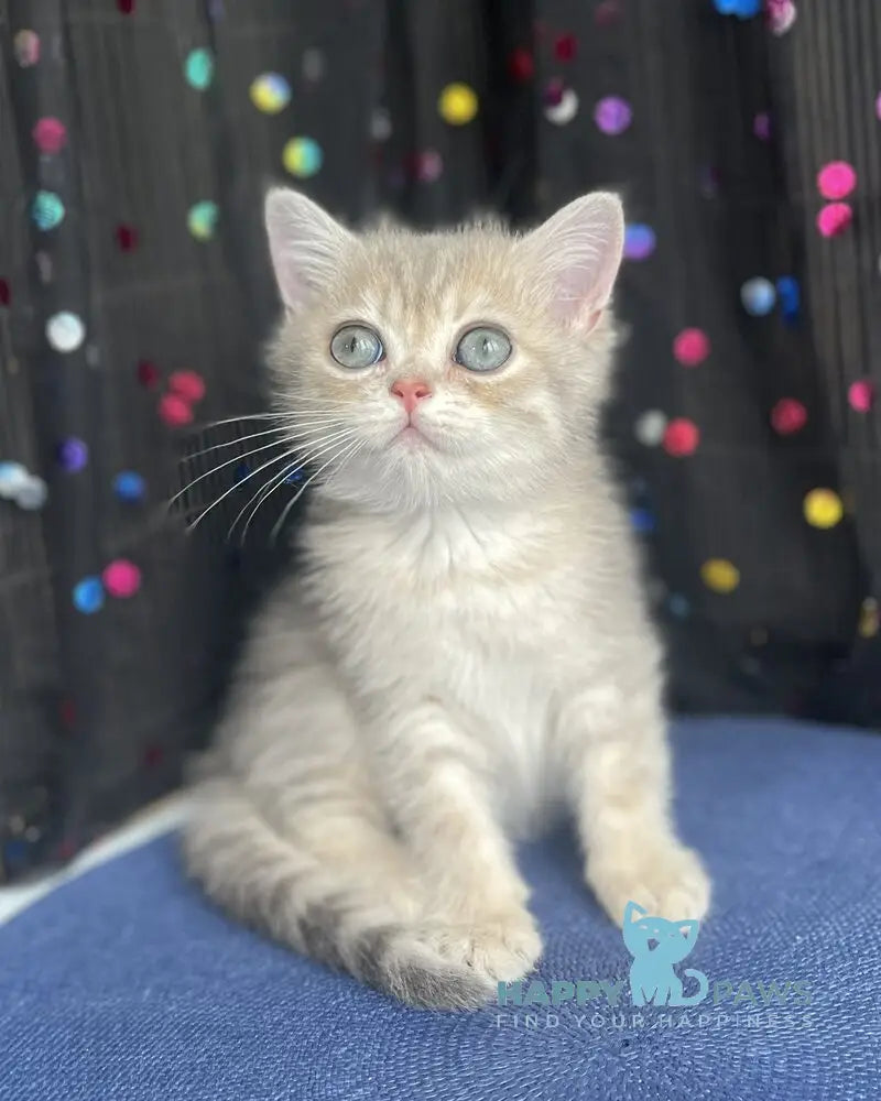 Stesha British Shorthair female blue golden spotted tabby live animals