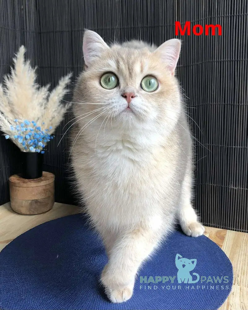 Stesha British Shorthair female blue golden spotted tabby live animals