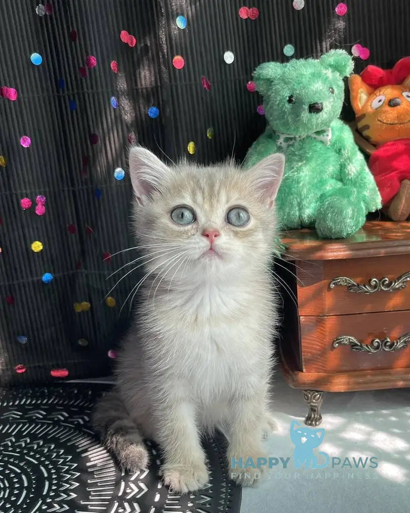 Stesha British Shorthair female blue golden spotted tabby live animals