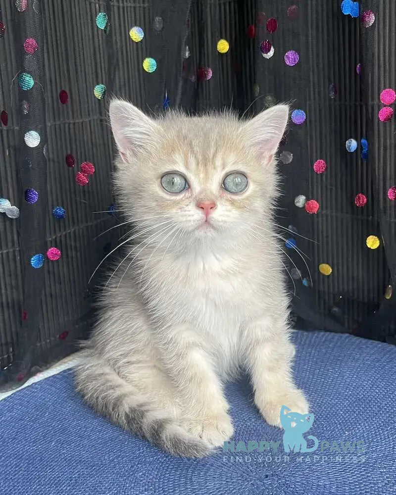 Stesha British Shorthair female blue golden spotted tabby live animals