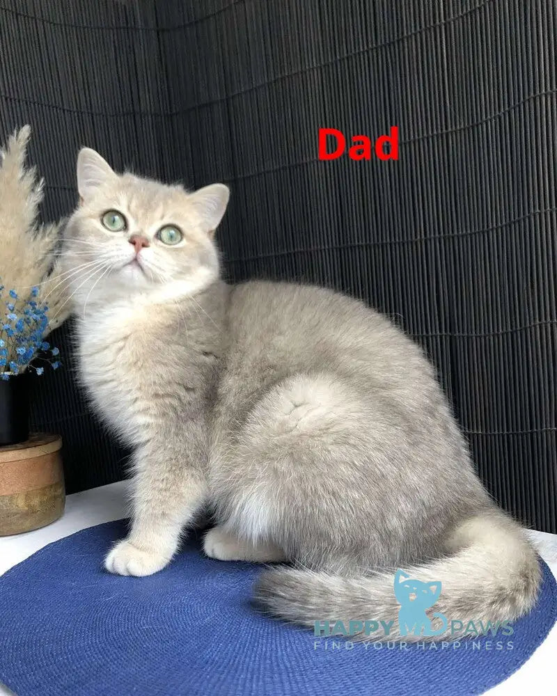 Stesha British Shorthair female blue golden spotted tabby live animals