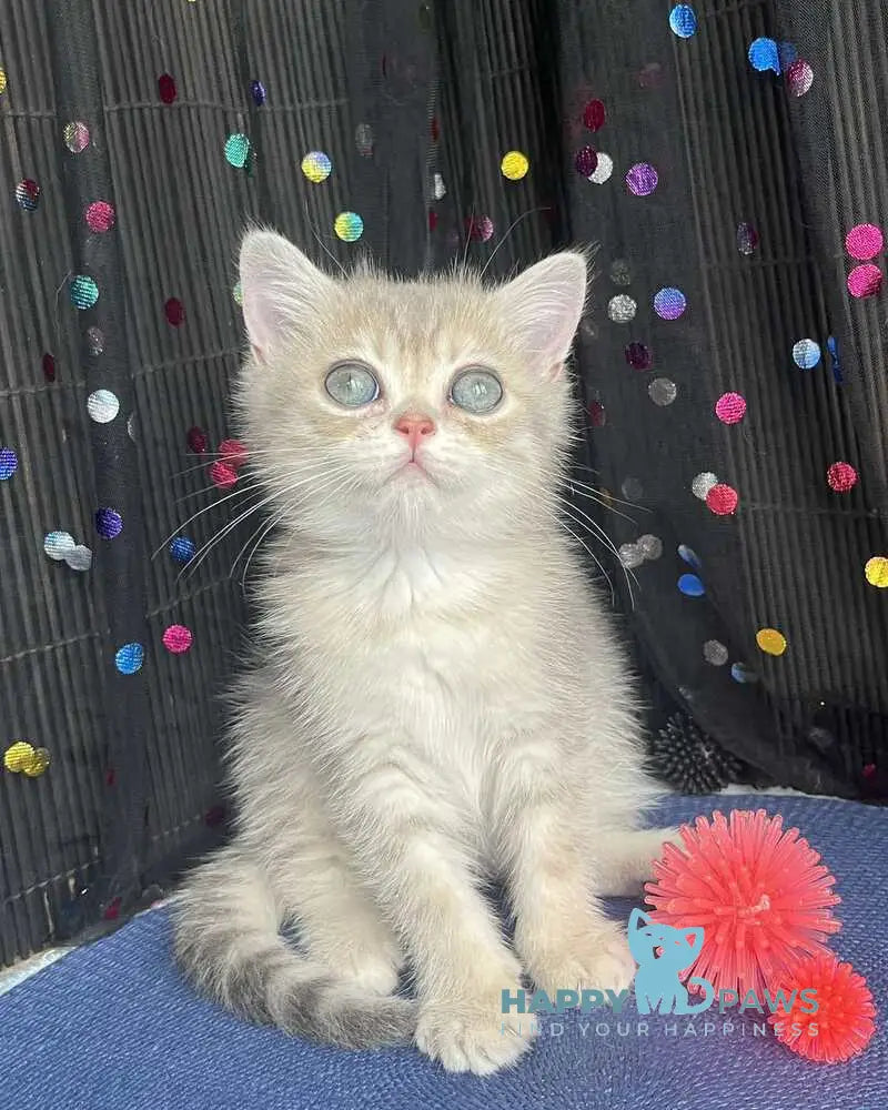Stesha British Shorthair female blue golden spotted tabby live animals