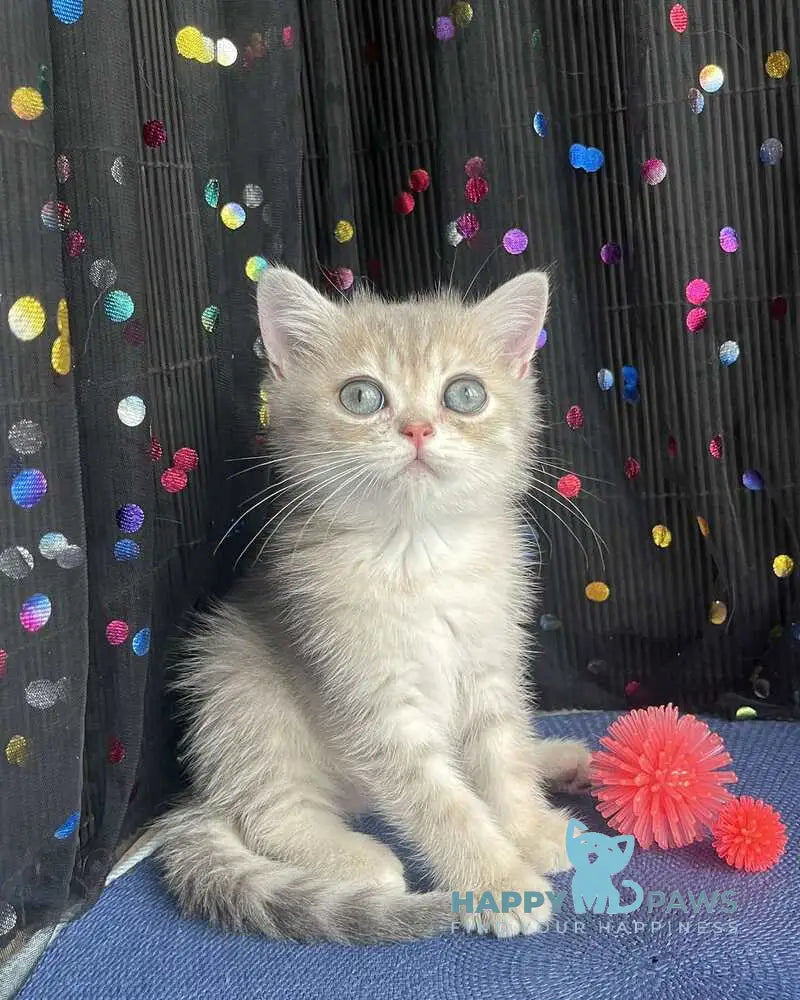 Stesha British Shorthair female blue golden spotted tabby live animals