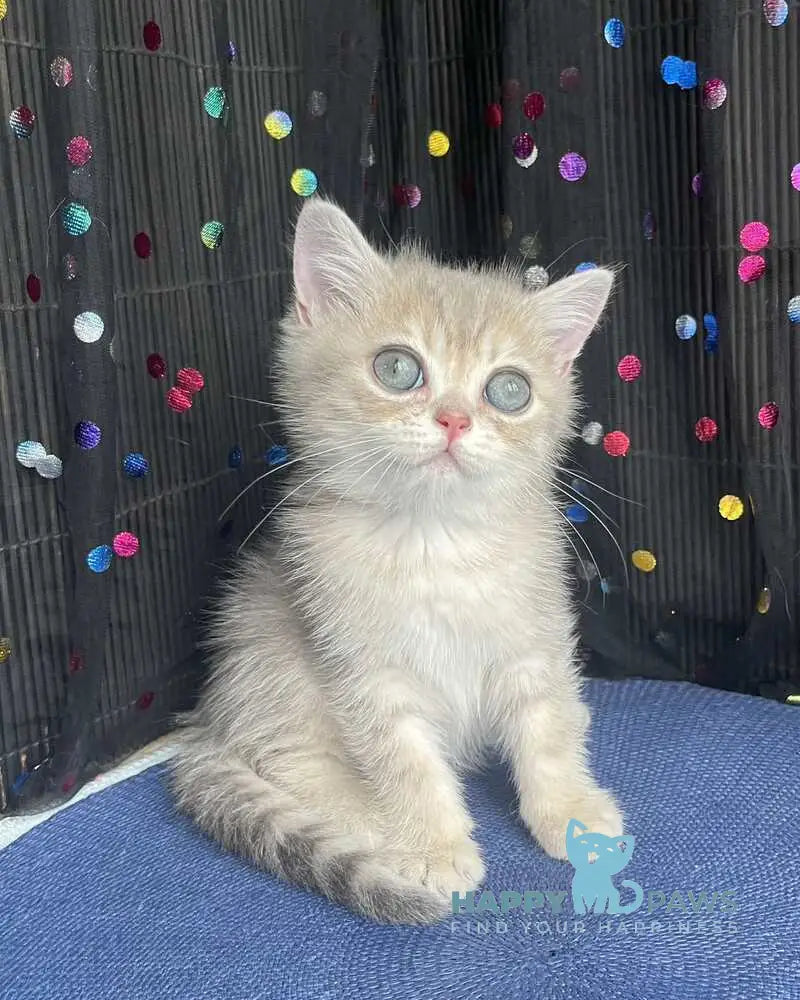 Stesha British Shorthair female blue golden spotted tabby live animals
