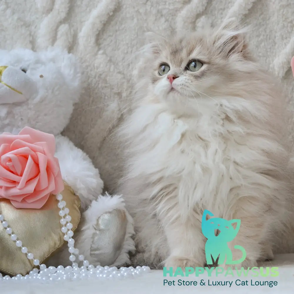Steve British Longhair male blue golden shaded live animals