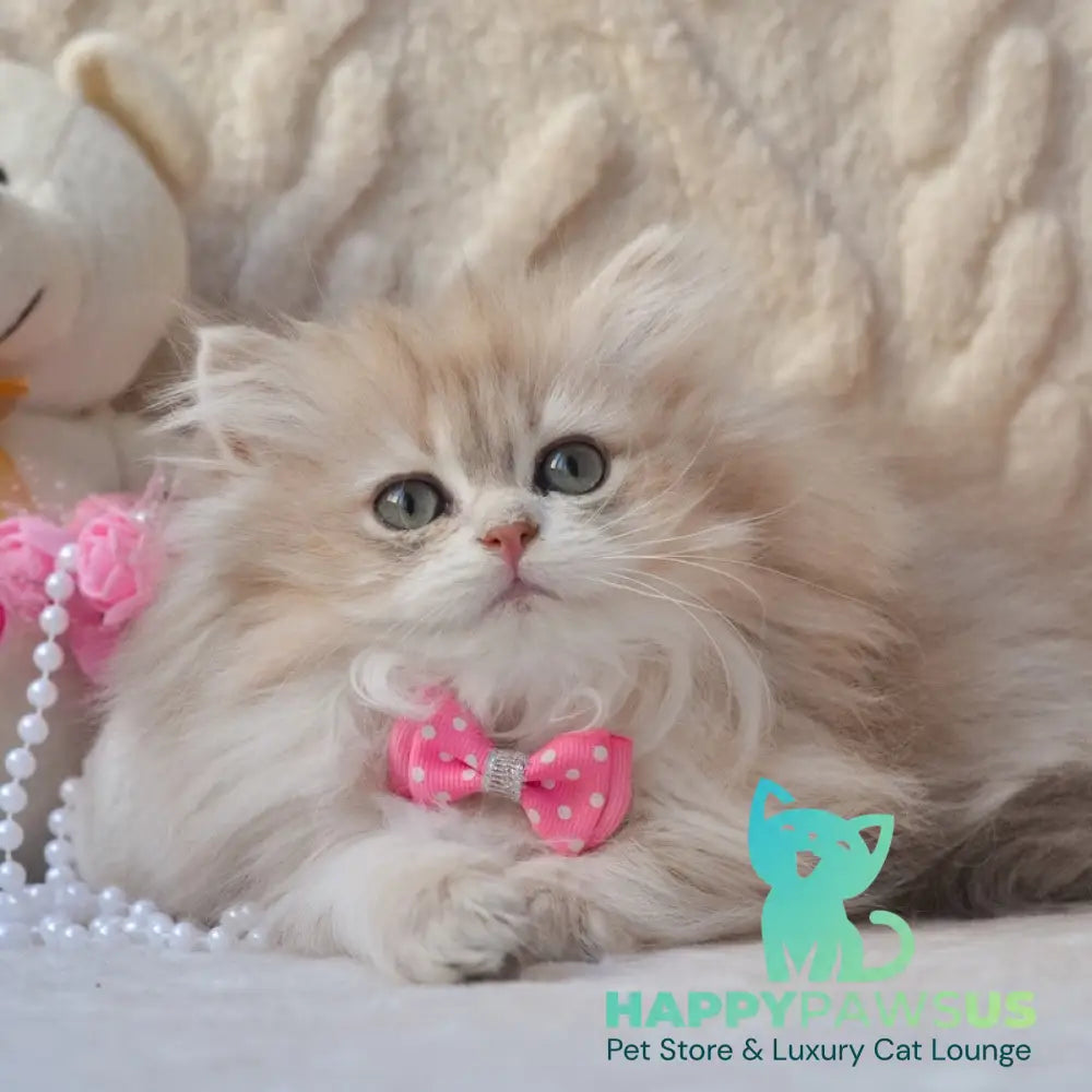 Steve British Longhair male blue golden shaded live animals