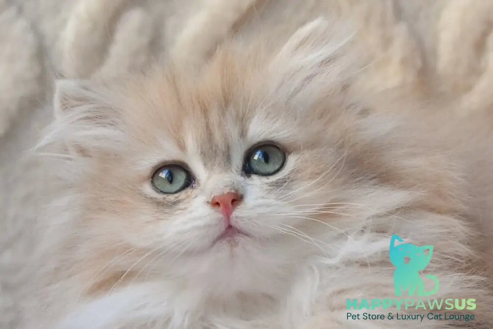 Steve British Longhair male blue golden shaded live animals