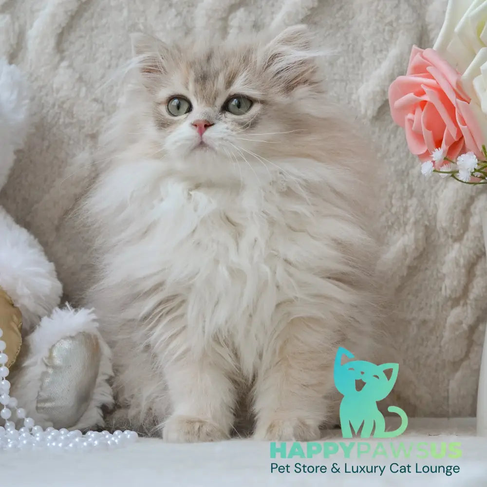 Steve British Longhair male blue golden shaded live animals