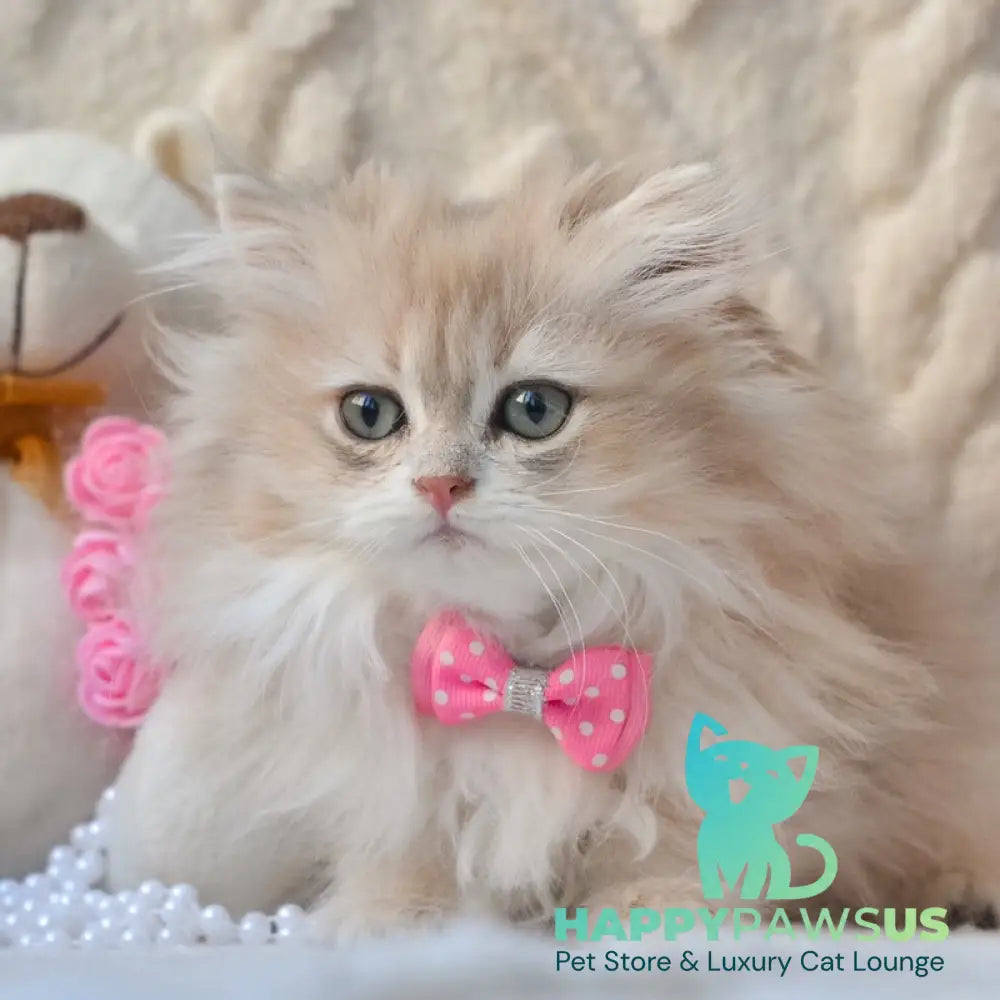 Steve British Longhair male blue golden shaded live animals