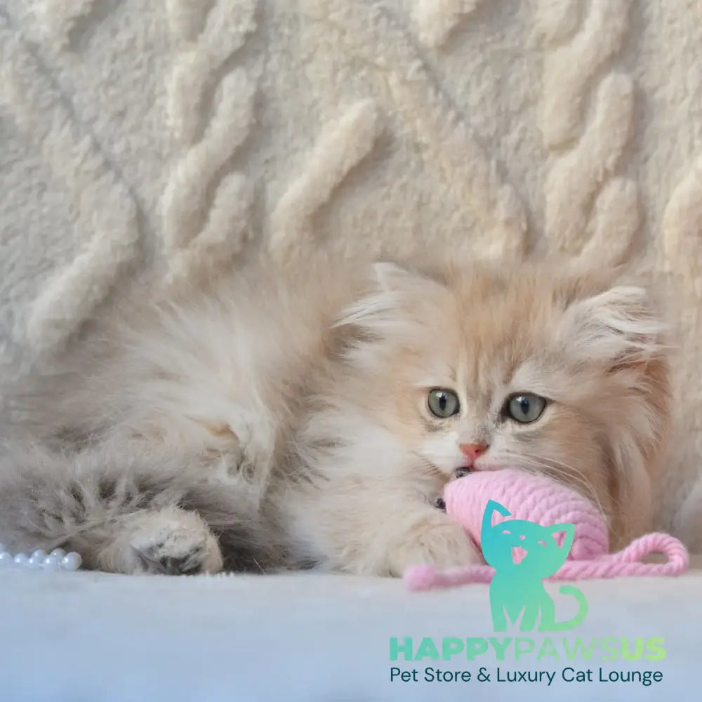 Steve British Longhair male blue golden shaded live animals