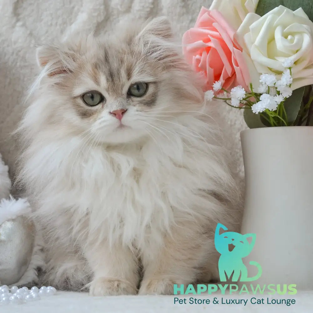 Steve British Longhair male blue golden shaded live animals