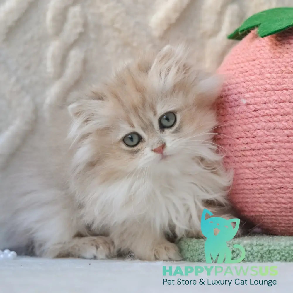 Steve British Longhair male blue golden shaded live animals