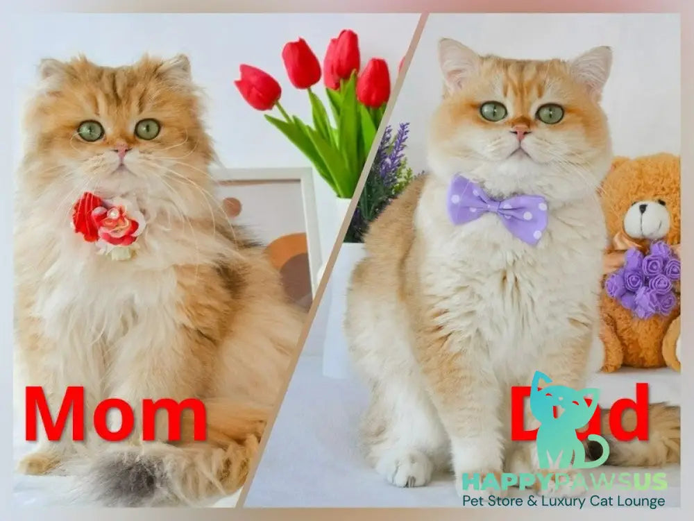 Steve British Longhair male blue golden shaded live animals
