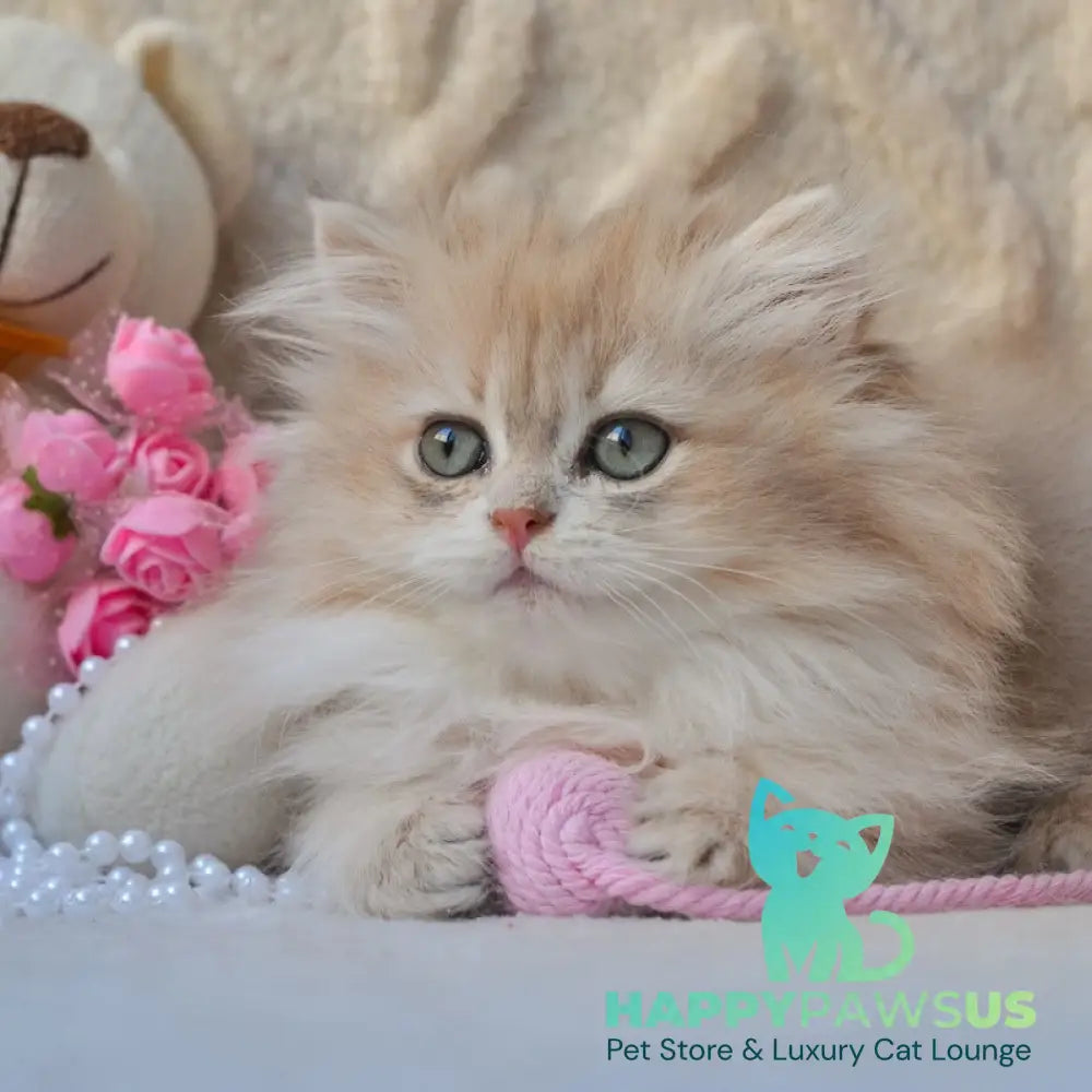 Steve British Longhair male blue golden shaded live animals