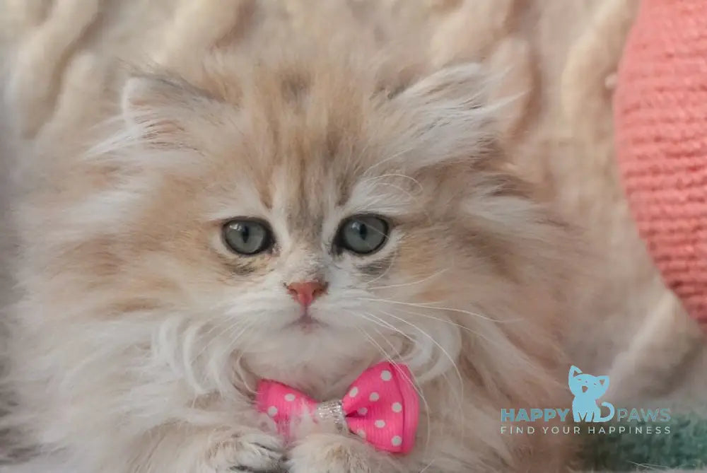 Steve British Longhair male blue golden shaded live animals