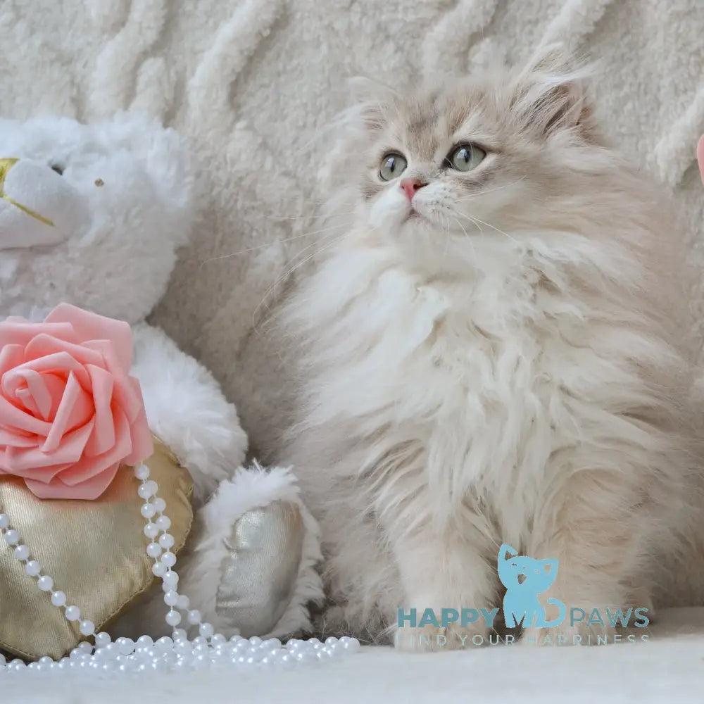 Steve British Longhair male blue golden shaded live animals