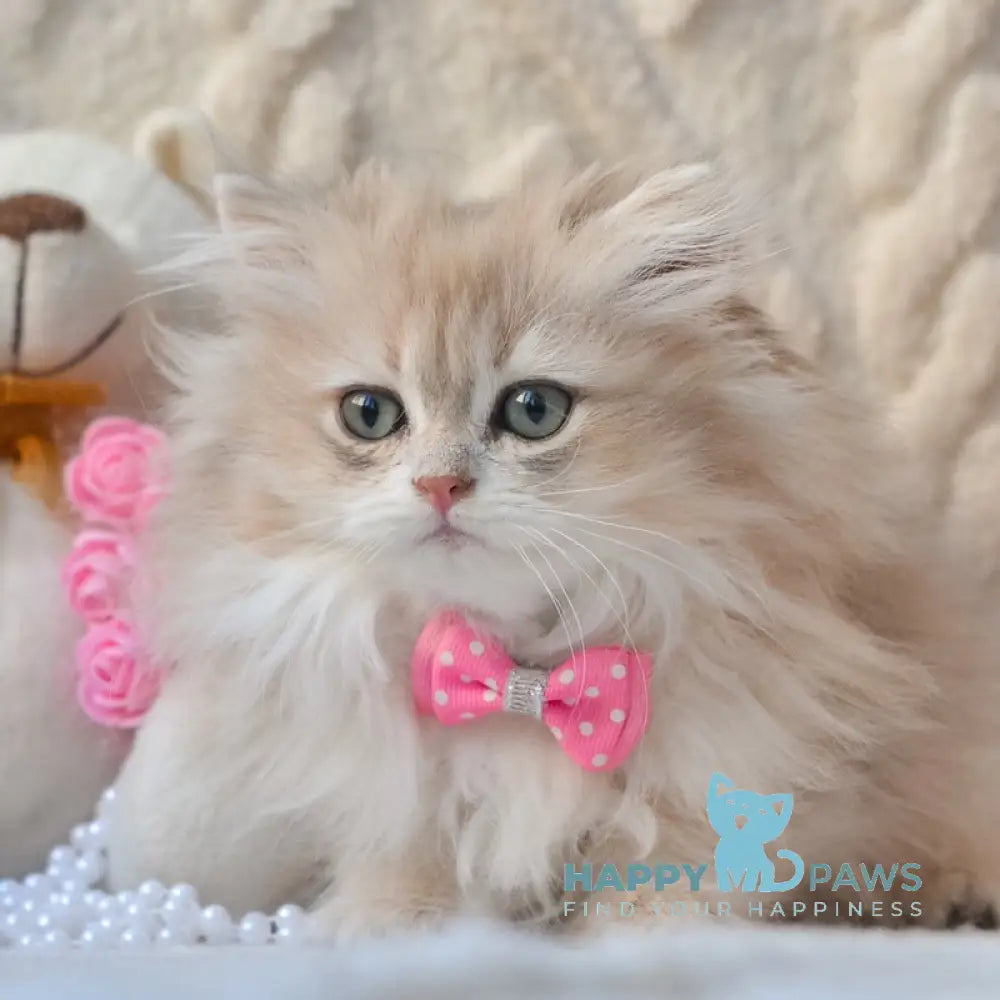 Steve British Longhair male blue golden shaded live animals