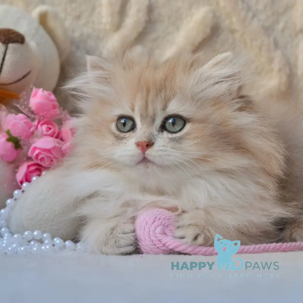 Steve British Longhair male blue golden shaded live animals