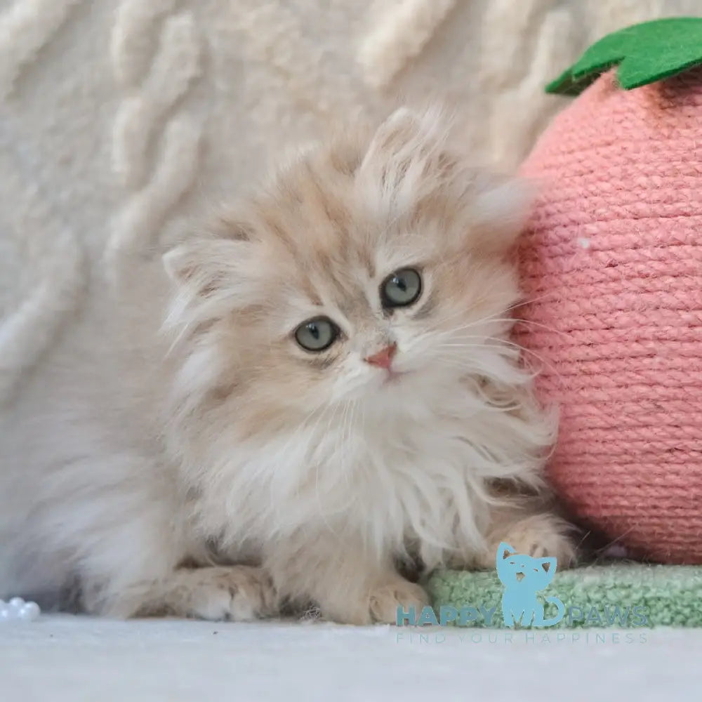 Steve British Longhair male blue golden shaded live animals