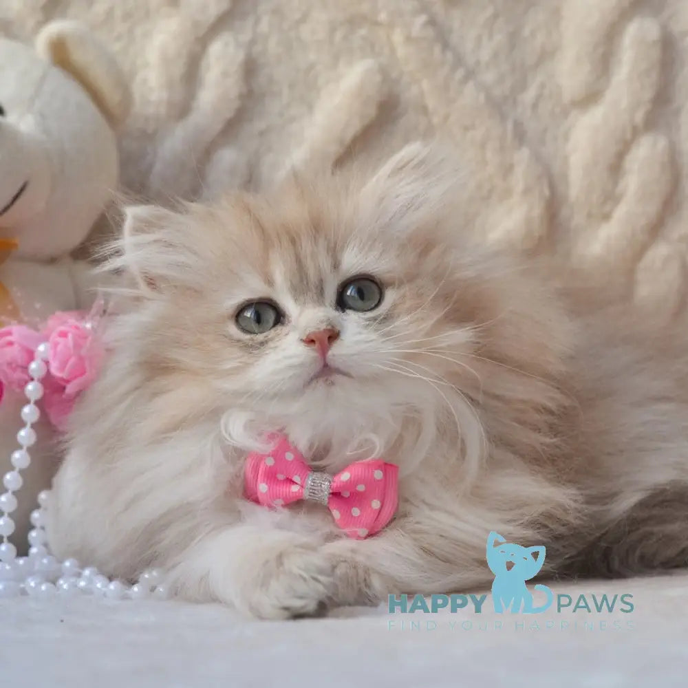 Steve British Longhair male blue golden shaded live animals