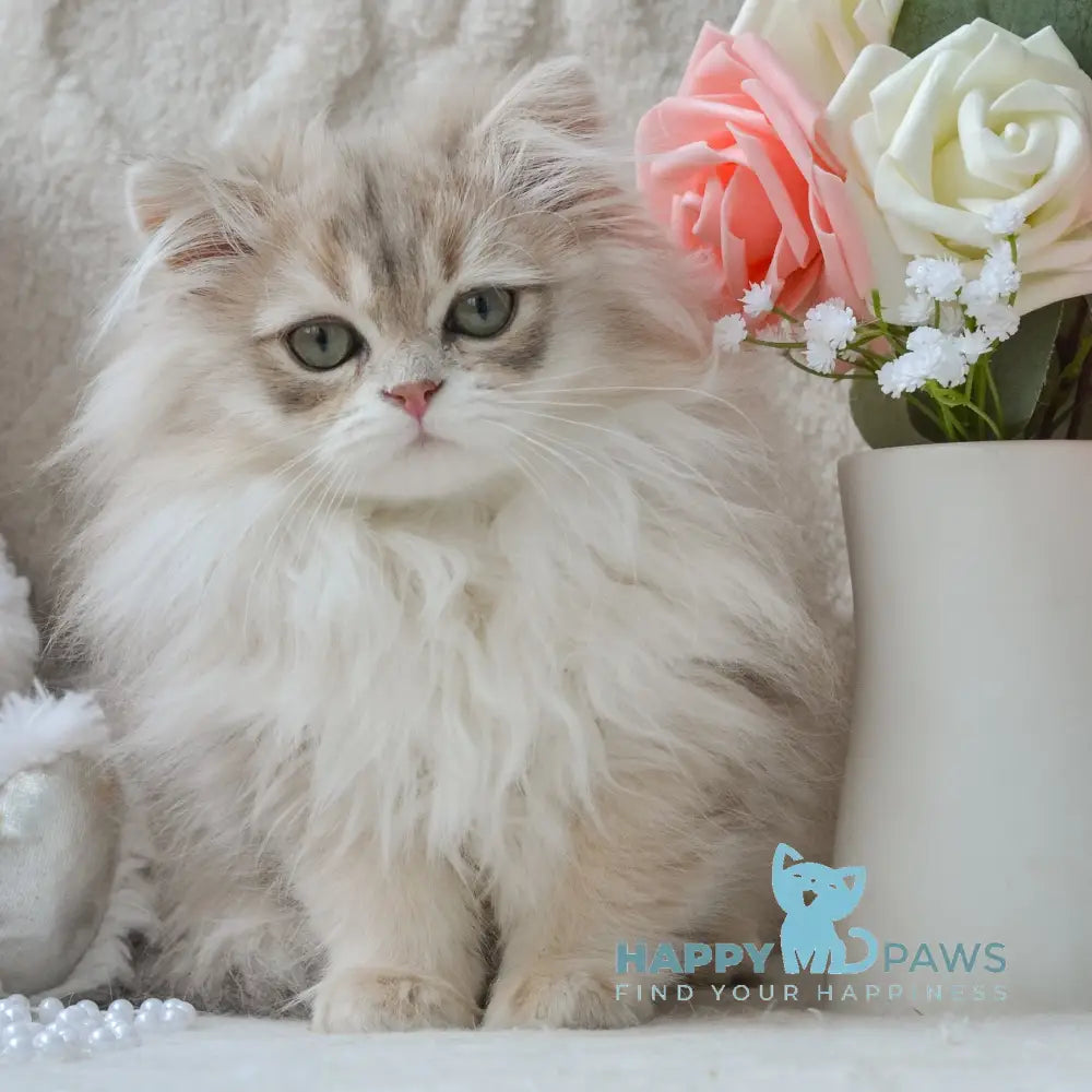 Steve British Longhair male blue golden shaded live animals