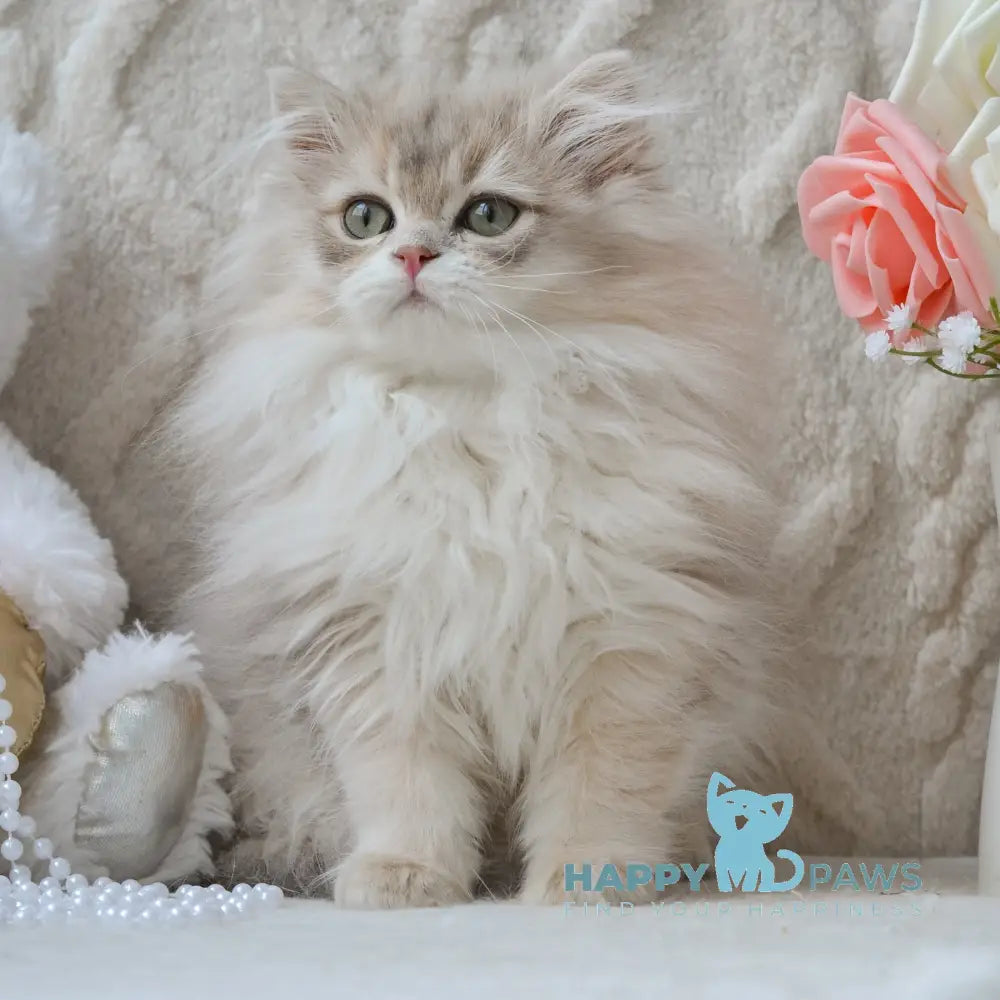 Steve British Longhair male blue golden shaded live animals