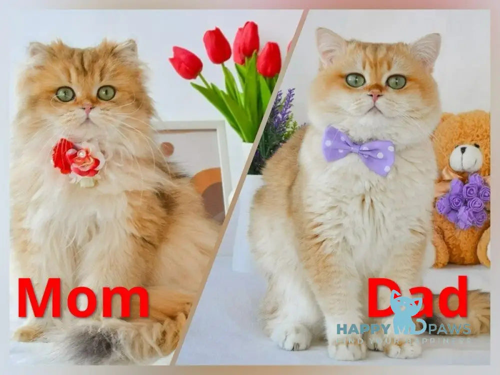 Steve British Longhair male blue golden shaded live animals