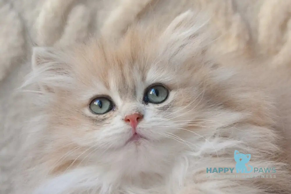 Steve British Longhair male blue golden shaded live animals