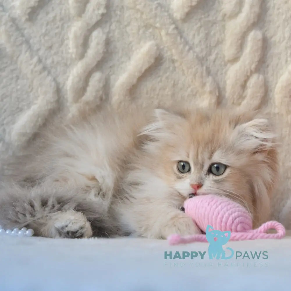 Steve British Longhair male blue golden shaded live animals