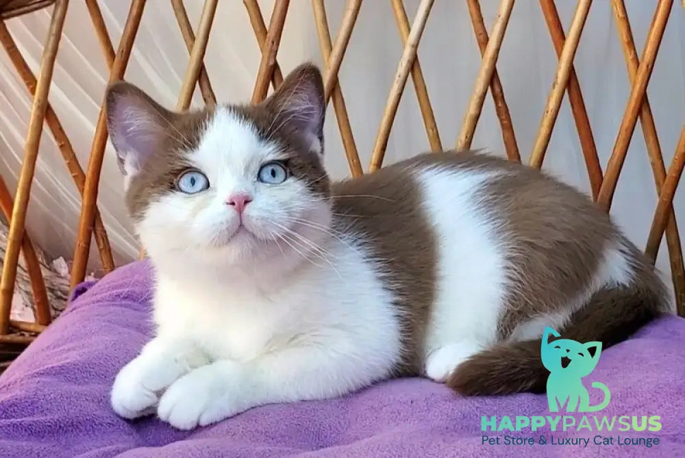 Steven British Shorthair male cinnamon bicolour - live animals