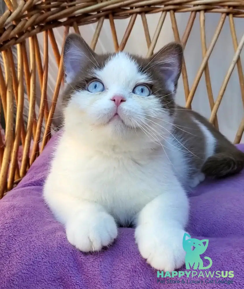 Steven British Shorthair male cinnamon bicolour - live animals