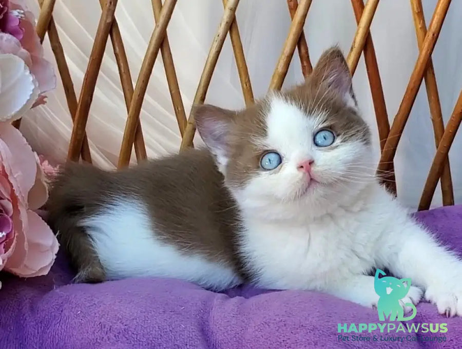 Steven British Shorthair male cinnamon bicolour - live animals