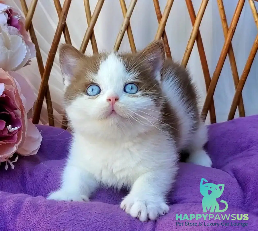 Steven British Shorthair male cinnamon bicolour - live animals