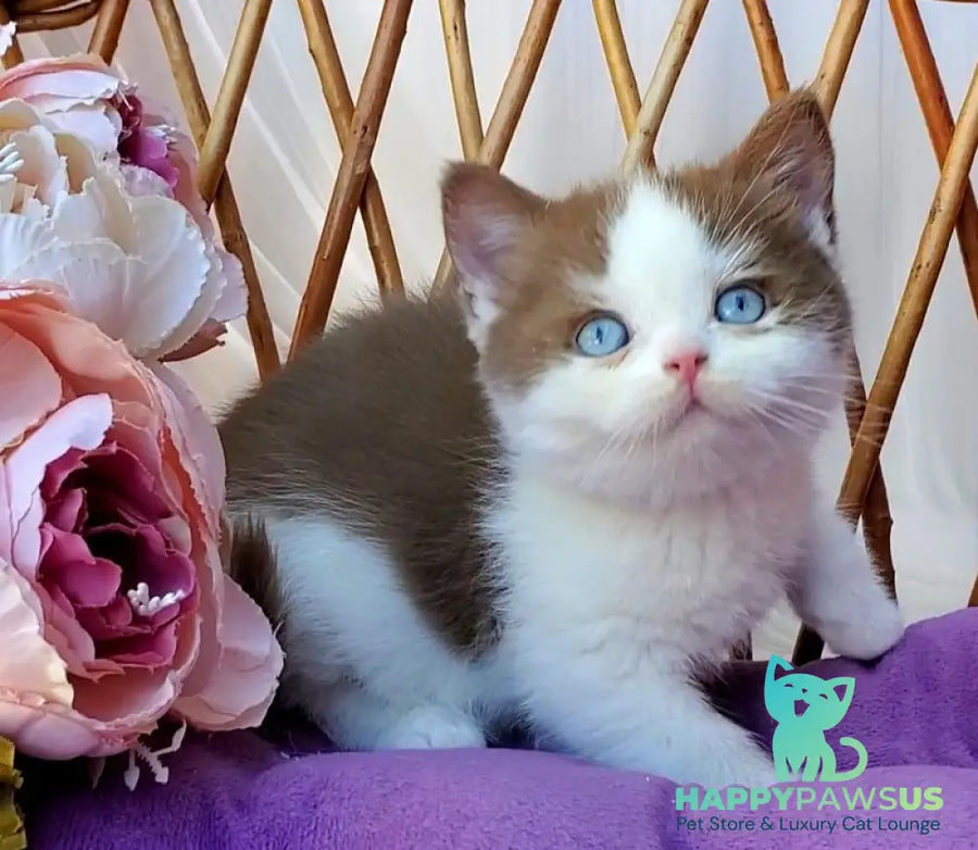 Steven British Shorthair male cinnamon bicolour - live animals