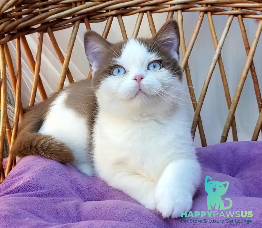 Steven British Shorthair male cinnamon bicolour - live animals
