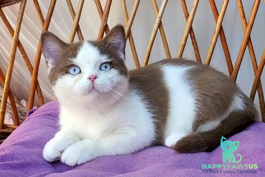 Steven British Shorthair male cinnamon bicolour - live animals