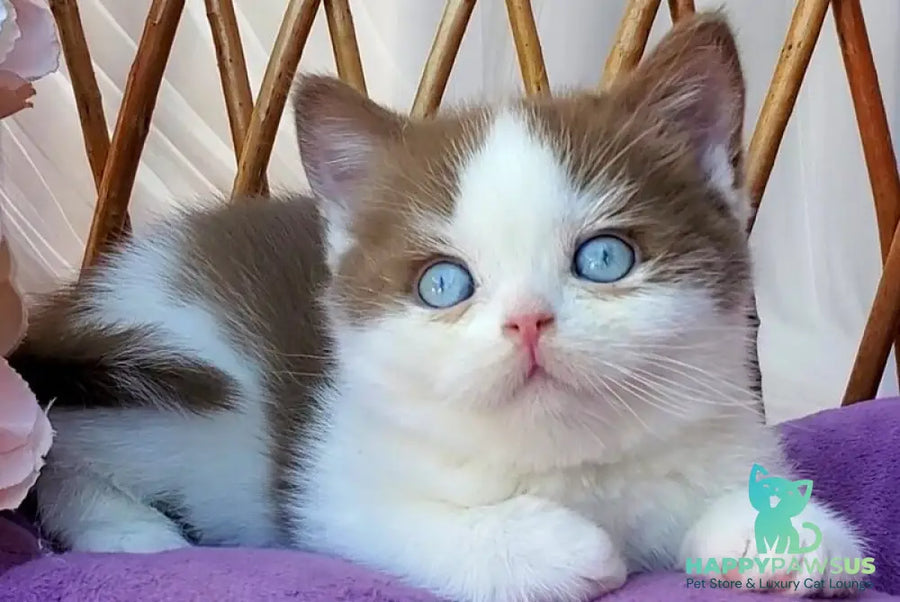 Steven British Shorthair male cinnamon bicolour - live animals