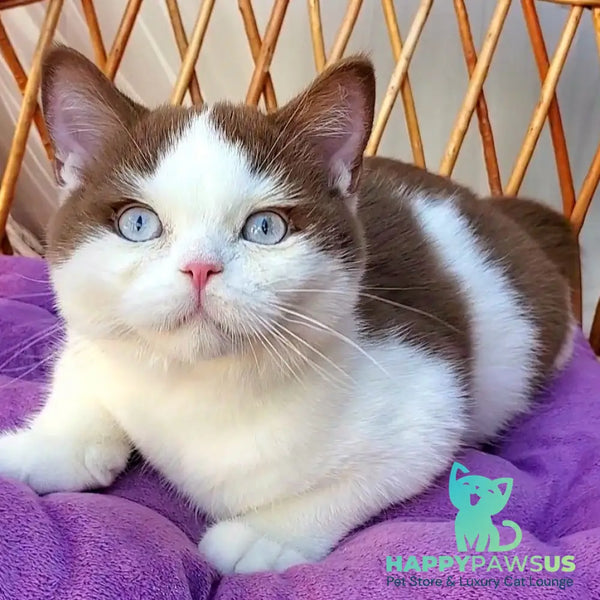 Steven British Shorthair male cinnamon bicolour - live animals